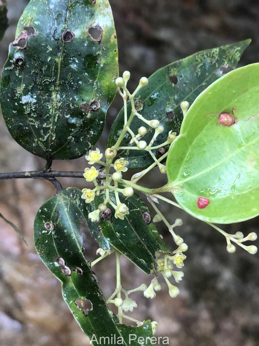 Cinnamomum dubium Nees